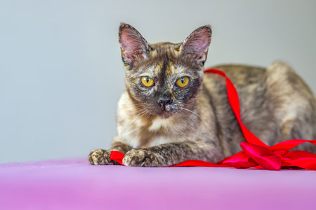 A domestic cat of Burmese breed, playful and active, in a city apartment building. Love toys and bows. The eyes of a happy pet playing and wanting to attack. Portrait of an animal. A happy pet.の写真素材