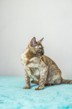 A domestic cat of Burmese breed, playful and active, in a city apartment building. Love toys and bows. The eyes of a happy pet playing and wanting to attack. Portrait of an animal. A happy pet.の写真素材