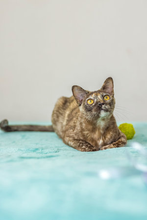A domestic cat of Burmese breed, playful and active, in a city apartment building. Love toys and...