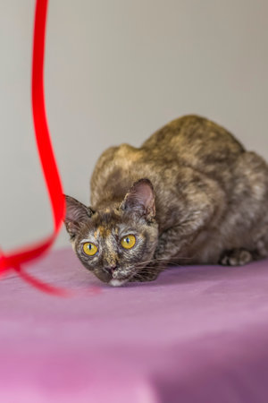 A domestic cat of Burmese breed, playful and active, in a city apartment building. Love toys and bows. The eyes of a happy pet playing and wanting to attack. Portrait of an animal. A happy pet.の写真素材