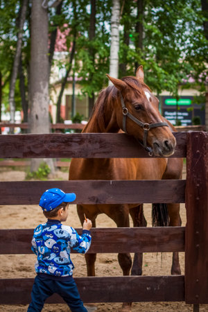 2022-06-19, Russia, Moscow, Animals in an aviary in a small city zoo. Animals are fed from the hands of visitors, and children can pet them. Horse, sheep, sheep, animalsのeditorial素材