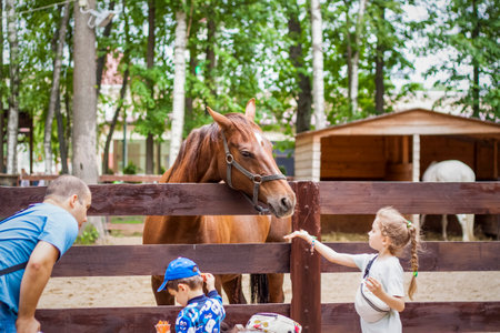 2022-06-19, Russia, Moscow, Animals in an aviary in a small city zoo. Animals are fed from the hands of visitors, and children can pet them. Horse, sheep, sheep, animalsのeditorial素材