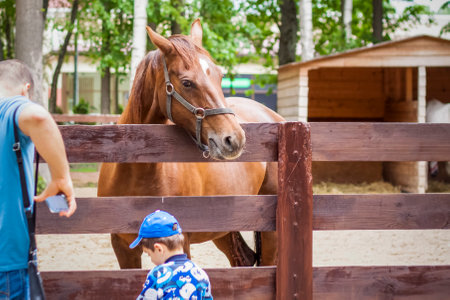 2022-06-19, Russia, Moscow, Animals in an aviary in a small city zoo. Animals are fed from the hands of visitors, and children can pet them. Horse, sheep, sheep, animalsのeditorial素材