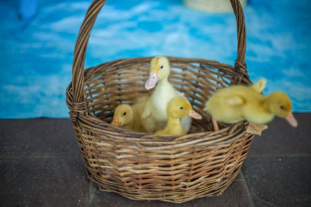The ducks are at home. Light and dark ducklings walk freely. Close-up, top view, a group of adorable little yellow ducklings. The concept of animal lifeの写真素材