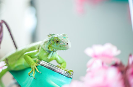 Green iguana close-up, animal close-up. The Green Lizardの写真素材