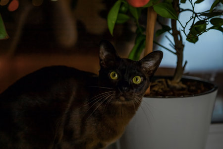 A real adult brown cat on the window among the plants in the evening light. Home comfortの写真素材
