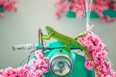 Green iguana close-up, animal close-up. The Green Lizardの写真素材