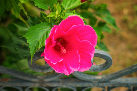 Pink-Chinese hibiscus, commonly known as gumamela..の写真素材