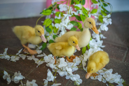 The ducks are at home. Light and dark ducklings walk freely. Close-up, top view, a group of adorable...