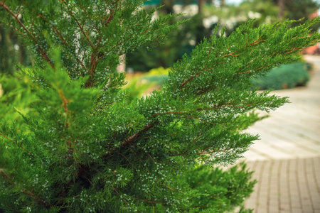 Green branches in close-up.The concept of nature and the street.Beautiful landscaped garden with...