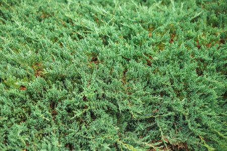 Green branches in close-up.The concept of nature and the street.Beautiful landscaped garden with...