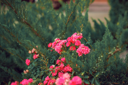 pink roses on stems in the garden. beautiful pink flowers.The concept of nature and the street. Close-up. Background for the designの写真素材