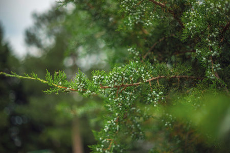 Green branches in close-up.The concept of nature and the street.Beautiful landscaped garden with...