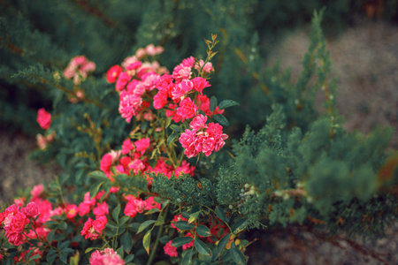 pink roses on stems in the garden. beautiful pink flowers.The concept of nature and the street. Close-up. Background for the designの写真素材