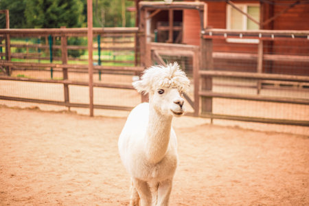 Portrait of an Alpaca in close-up. Alpaca in the pen. Animals, farmの写真素材