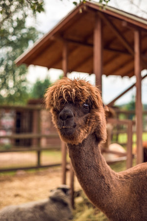 Portrait of an Alpaca in close-up. Alpaca in the pen. Animals, farmの写真素材