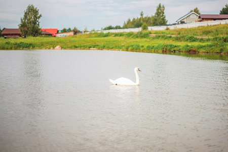 A pond with a family of swans. A summer day over a pond. Beautiful green area. Swans in the lake. Farmの写真素材