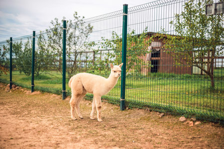 Portrait of an Alpaca in close-up. Alpaca in the pen. Animals, farmの写真素材