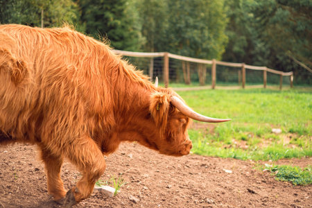 A brown highland Scottish cow. Breeding cattle. Farm, farm