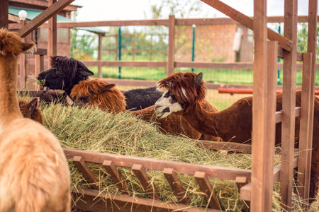 Portrait of an Alpaca in close-up. Alpaca in the pen. Animals, farmの写真素材