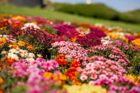beautiful flowers near the house. The concept of nature and garden. Floral background