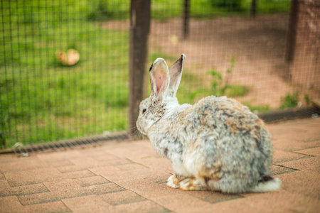 close-up of rabbits on the farm, feeding rabbits by hand, pets. farm, animals
