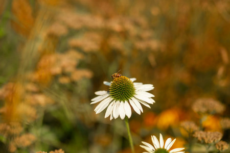 A bee on a daisy flower. A natural postcard. Backgroundの写真素材