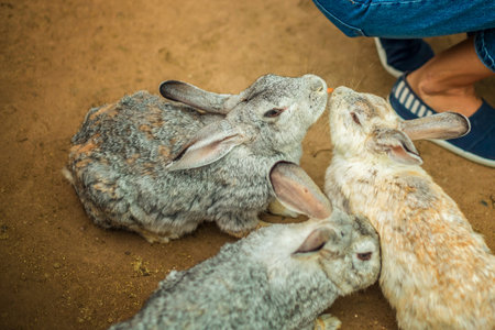close-up of rabbits on the farm, feeding rabbits by hand, pets. farm, animalsの写真素材