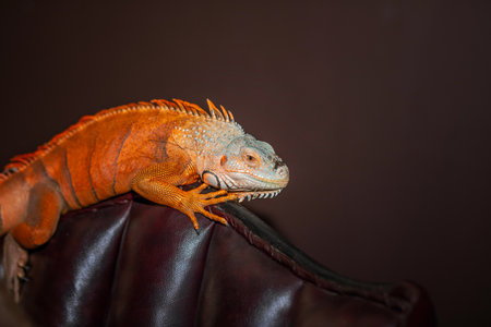 The iguana, also known as the American iguana, is a large arboreal, mainly herbivorous lizard of the genus iguana. The picture was taken at close range in Central and South America. blurredの写真素材