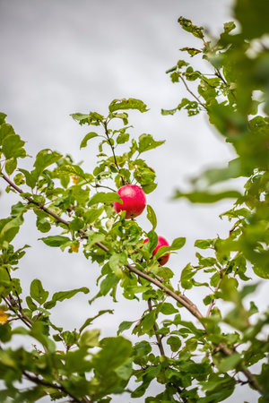Ripe apples on an apple tree branch. The concept of a garden and fruit trees. Garden, natureの写真素材