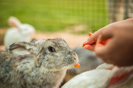 close-up of rabbits on the farm, feeding rabbits by hand, pets. farm, animalsの写真素材