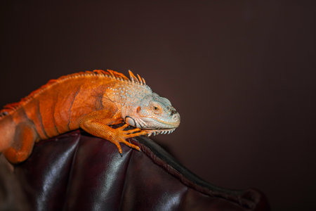 The iguana, also known as the American iguana, is a large arboreal, mainly herbivorous lizard of the genus iguana. The picture was taken at close range in Central and South America. blurredの写真素材