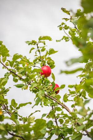 Ripe apples on an apple tree branch. The concept of a garden and fruit trees. Garden, nature