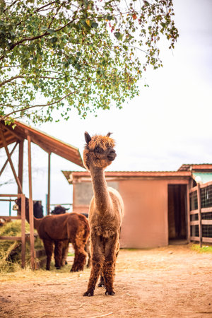 Portrait of an Alpaca in close-up. Alpaca in the pen. Animals, farmの写真素材