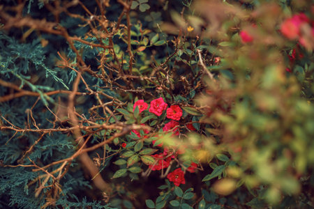 pink roses on stems in the garden, surrounded by thorns. beautiful pink flowers.The concept of...