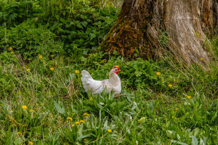 Chickens and roosters in nature, free range, raising animals without hormones. Agricultural industry. Animal husbandry. Rural landscape.の写真素材