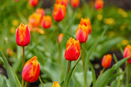 Red and yellow tulips on a background of green leaves. Sunny floral background with beautiful tulips. A beautiful garden plant blooming with tulipsの写真素材