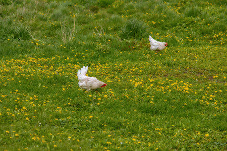 Chickens and roosters in nature, free range, raising animals without hormones. Agricultural...