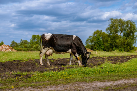A dairy cow with an udder stands in a pasture under a blue sky on green grass overlooking the distant horizon. Animal husbandry. Agricultural industry. Portrait of a cowの写真素材
