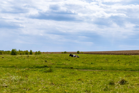 A dairy cow with an udder stands in a pasture under a blue sky on green grass overlooking the distant horizon. Animal husbandry. Agricultural industry. Portrait of a cowの写真素材