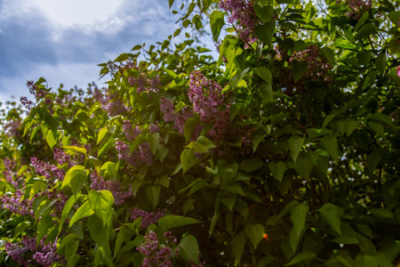 purple lilac on the street. A gentle spring background. Spring May flowers. The lilac is fragrantの写真素材