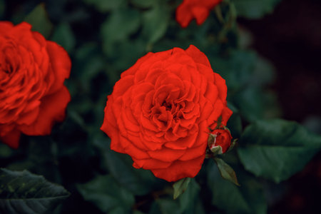 Red rose in full bloom with intricate petals surrounded by lush green leaves. A smaller bud is visible nearby. The focus is on the central flower, with a soft, darkened backdropの写真素材