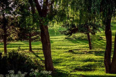 Lush park scene with tall trees casting shadows on vibrant green grass. Sunlight filters through leaves, creating dappled light patterns. Tranquil and serene natural environmentの写真素材