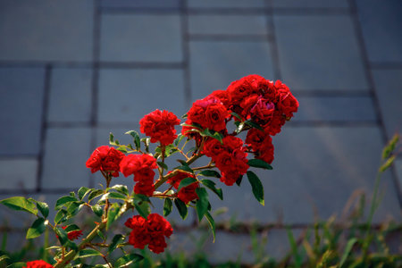Red roses in full bloom on a lush green stem with leaves, situated beside a paved path. The vibrant red contrasts with the cool tones of the paving slabs and foliageの写真素材