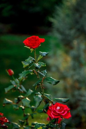 Vibrant red roses bloom on a thorny stem, surrounded by lush green leaves with a slightly blurred natural background, creating a striking contrast of colors and texturesの写真素材