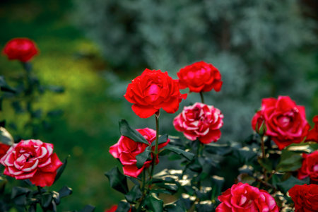 Vibrant red roses in full bloom amidst rich green foliage, showing layered petals and lush leaves in a natural setting. Some roses display striking white accents on the petalsの写真素材