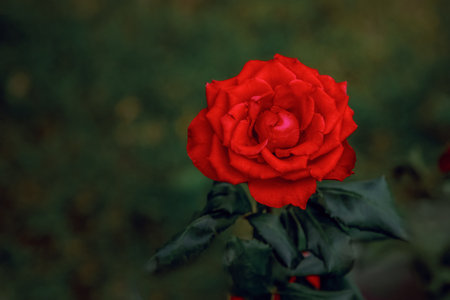 Vibrant red rose with velvety petals and dark green leaves, blossoming beautifully. The image captures its delicate texture and deep color. No text is visible in this imageの写真素材