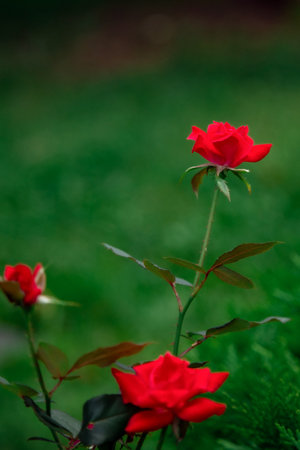 Vibrant red roses with lush green leaves are in focus, set against a blurred natural background. Three roses are visible, with one prominently blooming and the others in various stagesの写真素材