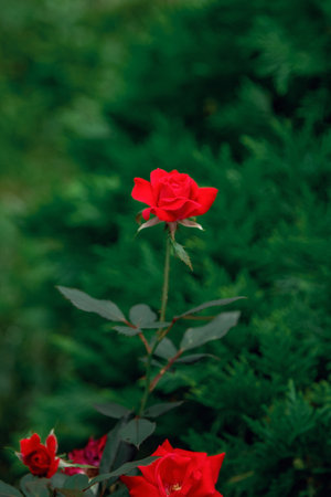 A vibrant red rose stands tall with lush green foliage in the background, showing its elegant petals and delicate structure. The composition highlights the contrast in colorsの写真素材