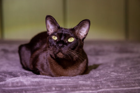 Sleek black cat with piercing green eyes lies on soft surface, facing forward. Ears point upwards, creating an alert expression. Subtle lighting highlights smooth fur textureの写真素材